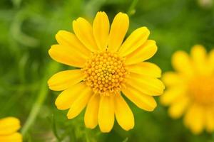 schöne gänseblümchenblumen auf grüner wiese foto