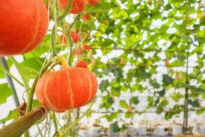 frische orangefarbene Kürbisse, die im Bio-Gewächshausgarten wachsen foto