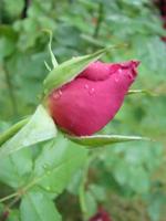 Knospe, Blume einer roten Sortenrose auf dem Hintergrund des grünen Grases im Garten, Frühling, Sommer, foto