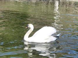 weißer Schwan im nebligen See im Morgengrauen. Morgenlichter. romantischer Hintergrund. schöner Schwan. Cygnus. foto