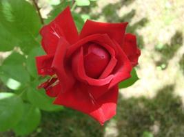 Knospe, Blume einer roten Sortenrose auf dem Hintergrund von grünem Gras im Garten, Frühling, Sommer, Urlaub foto