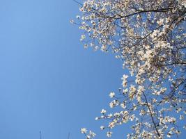 weiße magnolienblüte auf verschwommenem hintergrund foto