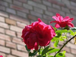 Knospe, Blume einer roten Sorte Rose auf dem Hintergrund im Garten, Frühling, Sommer, foto