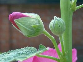 rosa Malve silvestris. Malve. Blühende Moschusmalve im Sommer foto