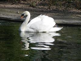 schöner Schwan auf einer kristallklaren blauen Flussreflexion foto