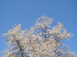 weiße magnolienblüte auf verschwommenem hintergrund foto