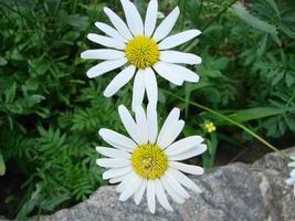 blühendes Kamillenfeld, Kamillenblüten. foto