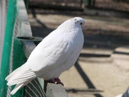 weiße Taube - kaiserliche Taube - Dukula, ein Symbol des Friedens foto