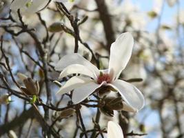 weiße magnolienblüte auf dem hintergrund der verschwommenen weißen magnolie foto