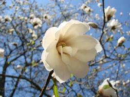 Weiße Magnolienblüte gegen den Himmel aus nächster Nähe foto