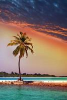 einsame Palme im Meer bei Sonnenuntergang