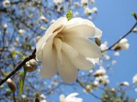 Weiße Magnolienblüte gegen den Himmel aus nächster Nähe foto