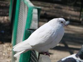 weiße Taube - kaiserliche Taube - Dukula, ein Symbol des Friedens foto