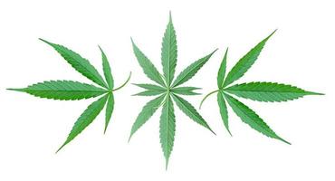 Cannabisblatt isoliert auf weißem Hintergrund foto