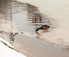 stockente trinkt schmelzendes wasser, das auf eis steht. weibliche Wildente am Spring Lake foto