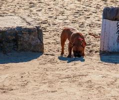 süße fawn französische bulldogge am strand. foto