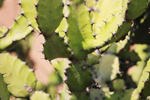 der dornige Kaktus. foto
