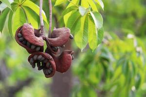 Sterculia foetida Früchte. foto