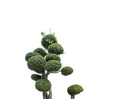 Bonsai-Bäume auf isoliertem weißem Hintergrund. foto