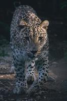 persischer leopard, der durch einen dunklen wald geht foto