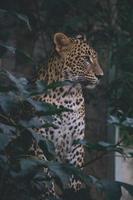 srilankischer leopard zwischen den blättern der bäume, dunkler wald foto