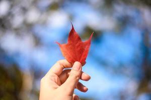 ahornblatt, das in der hand hält, fokus natur foto