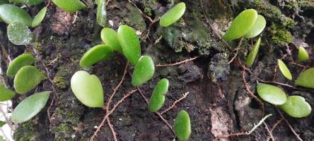 pyrrosia eleagnifolia, allgemein bekannt als blattrindenfarn oder ota in maori, ist ein in neuseeland endemischer kletterfarn foto