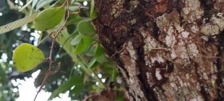 pyrrosia eleagnifolia, allgemein bekannt als blattrindenfarn oder ota in maori, ist ein in neuseeland endemischer kletterfarn foto