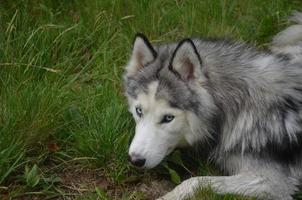 Sibirischer Husky, der aussieht, als wäre er erwischt worden foto