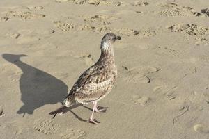 entzückende braune Möwe, die am Strand weggeht foto