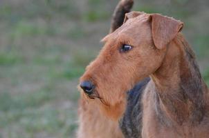 Wunderschöner Airedale-Terrier-Hund foto