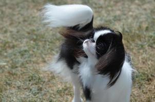 Entzückender schwarz-weißer japanischer Kinnhund foto