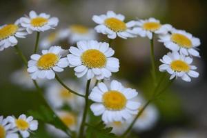 Schöne blühende und blühende Mutterkrautblüten aus nächster Nähe foto