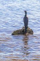 neotropis langschwänziger kormoran auf felsenstein am strand von mexiko. foto