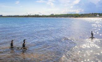 neotropis langschwänziger kormoran auf felsenstein am strand von mexiko. foto