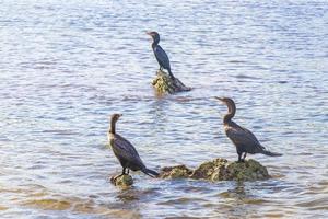 neotropis langschwänziger kormoran auf felsenstein am strand von mexiko. foto