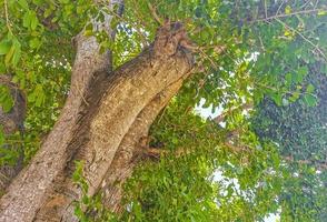 riesiger schöner ficus maxima feigenbaum playa del carmen mexiko. foto