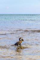 neotropis langschwänziger kormoran auf felsenstein am strand von mexiko. foto