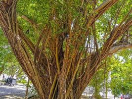 riesiger schöner ficus maxima feigenbaum playa del carmen mexiko. foto