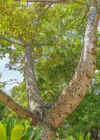 riesiger schöner kapokbaum ceiba baum mit spitzen in mexiko. foto