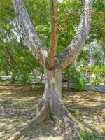 riesiger schöner kapokbaum ceiba baum mit spitzen in mexiko. foto