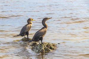 neotropis langschwänziger kormoran auf felsenstein am strand von mexiko. foto