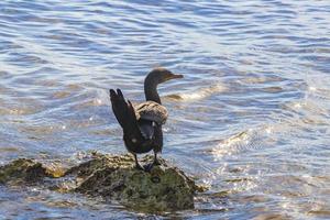 neotropis langschwänziger kormoran auf felsenstein am strand von mexiko. foto