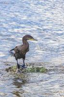 neotropis langschwänziger kormoran auf felsenstein am strand von mexiko. foto