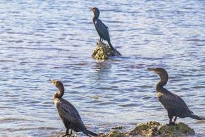 neotropis langschwänziger kormoran auf felsenstein am strand von mexiko. foto