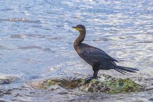 neotropis langschwänziger kormoran auf felsenstein am strand von mexiko. foto