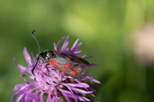 Ein kleines fliegendes Insekt, eine sechseckige Fliege, sitzt auf einer lila Wiesenblume vor grünem Hintergrund foto