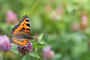 Ein kleiner orangefarbener Schmetterling, ein "kleiner Fuchs", sitzt im Sommer auf wildem Klee auf einer Wiese. foto