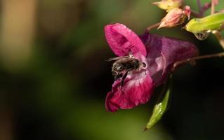 Nahaufnahme von Indischem Springkraut, in das eine Biene hineinkriecht. Die Blume ist nass. im hintergrund scheint die sonne durch die blätter. foto