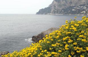gelbe blumen mit der küste von capri, italien, im hintergrund foto